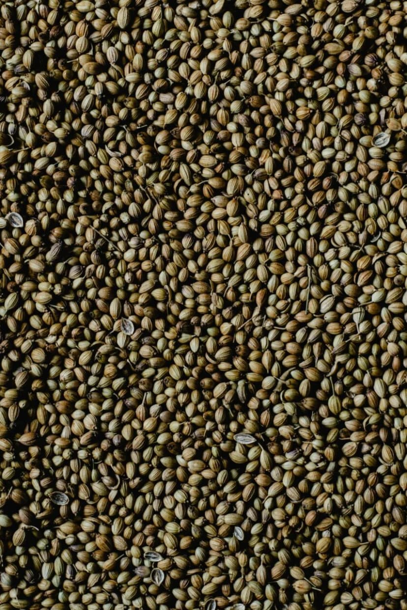 Mustard Seeds