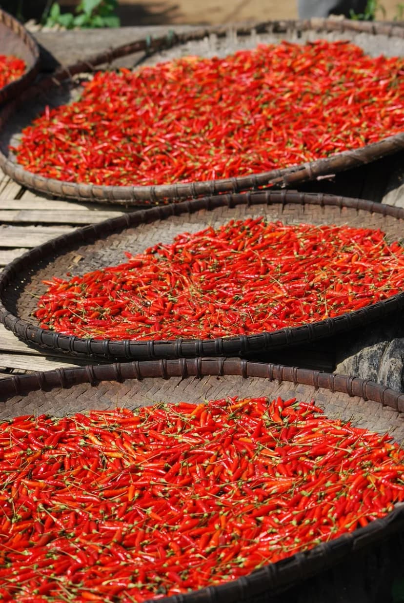 Sun-Dried Byadagi Chillies