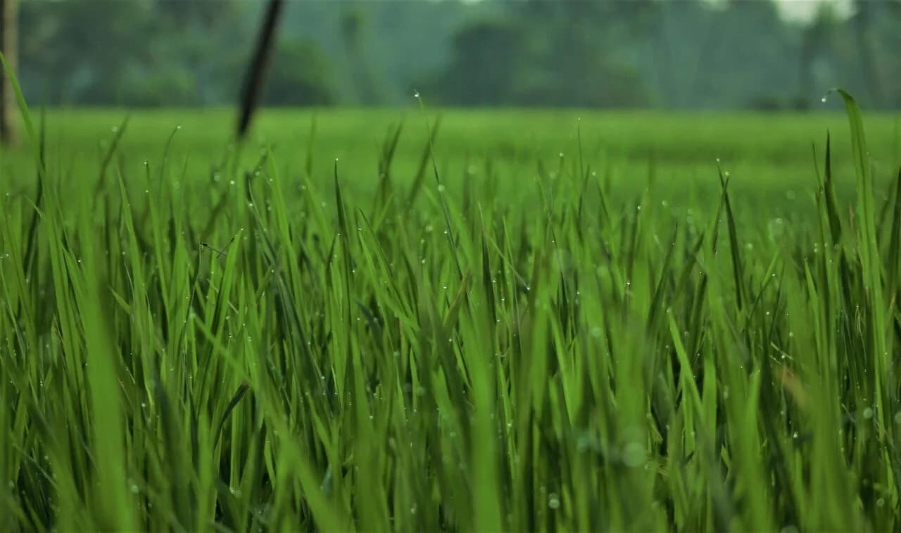 Farmland