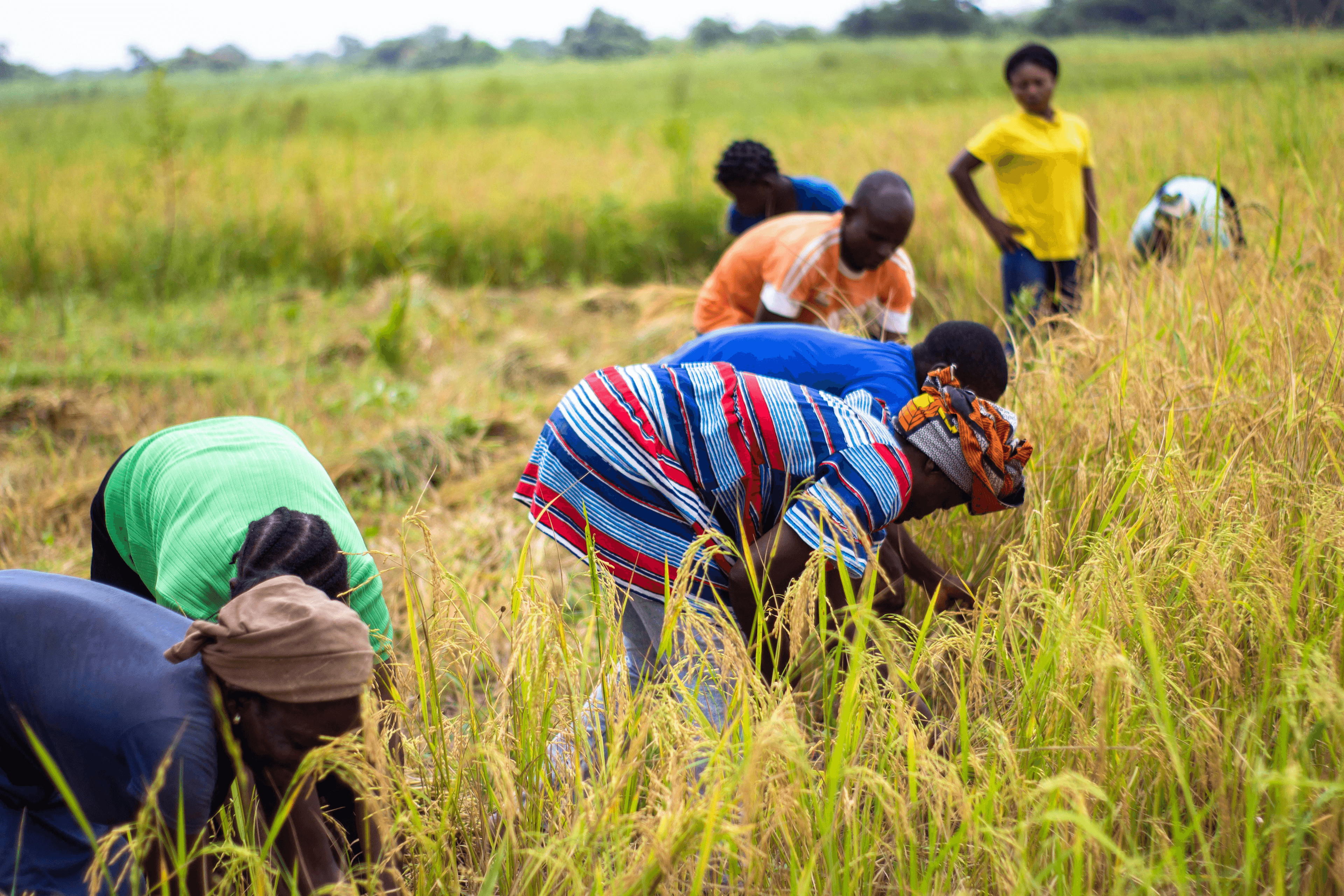 Traditional Farming