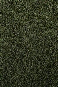 Detailed vertical shot of fennel seeds in natural lighting, showcasing texture.