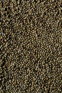 High-resolution vertical image of coriander seeds showcasing texture and natural color.